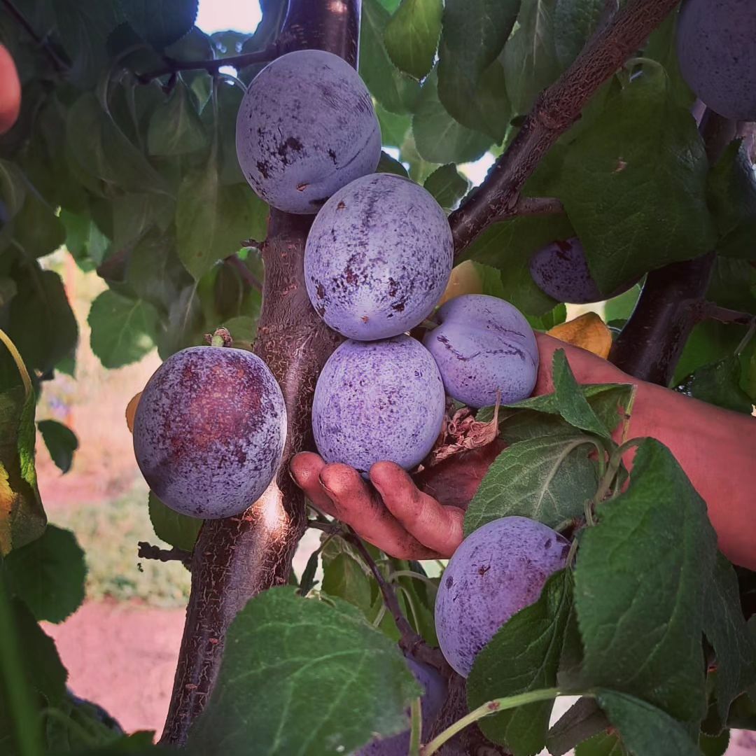 Prune livada 2023